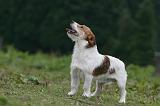 JACK RUSSEL 208